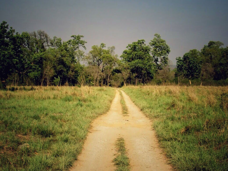 Photo of The Dense Forest Of Jim Corbett..#notinthehills #beattheheat #summertrip by Jiyaa Sarkar