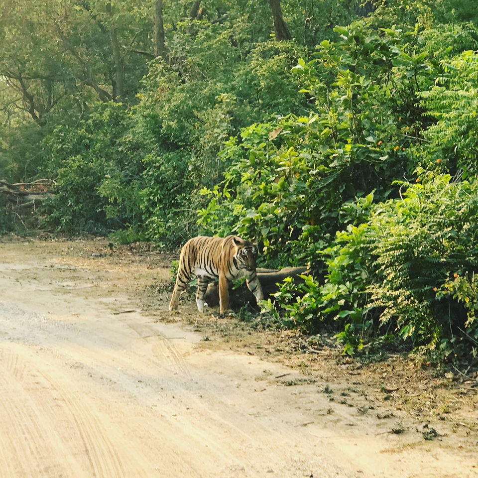 Photo of One Day in Jim Corbett... by Jiyaa Sarkar