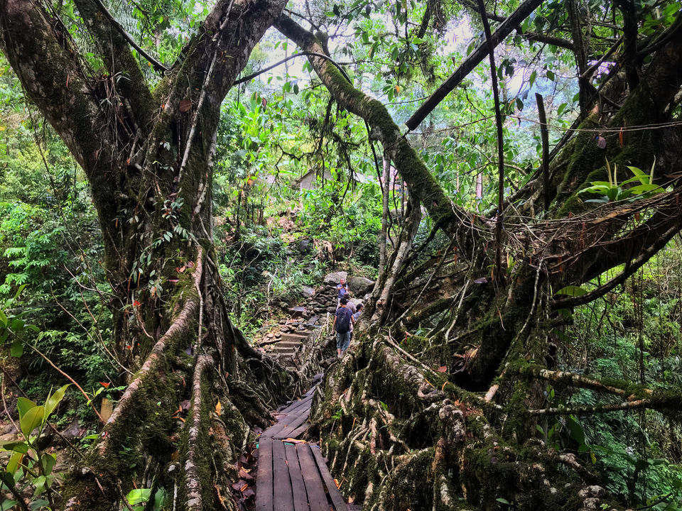Photo of Trek to Double Decker Living Root Bridges to Rainbow Falls by Jiyaa Sarkar