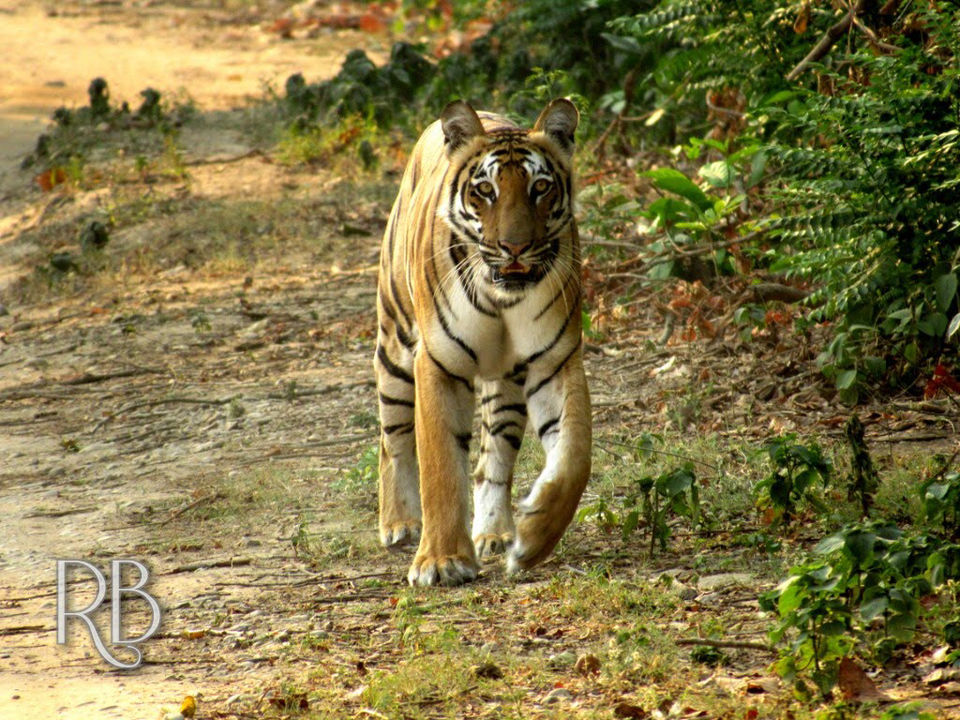 Photo of The Dense Forest Of Jim Corbett..#notinthehills #beattheheat #summertrip by Jiyaa Sarkar