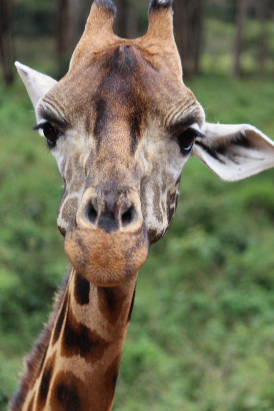 Photo of Spending A Long Weekend At Nairobi, Kenya. by Shivangi Bajpai