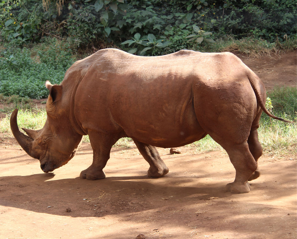 Photo of Spending A Long Weekend At Nairobi, Kenya. by Shivangi Bajpai