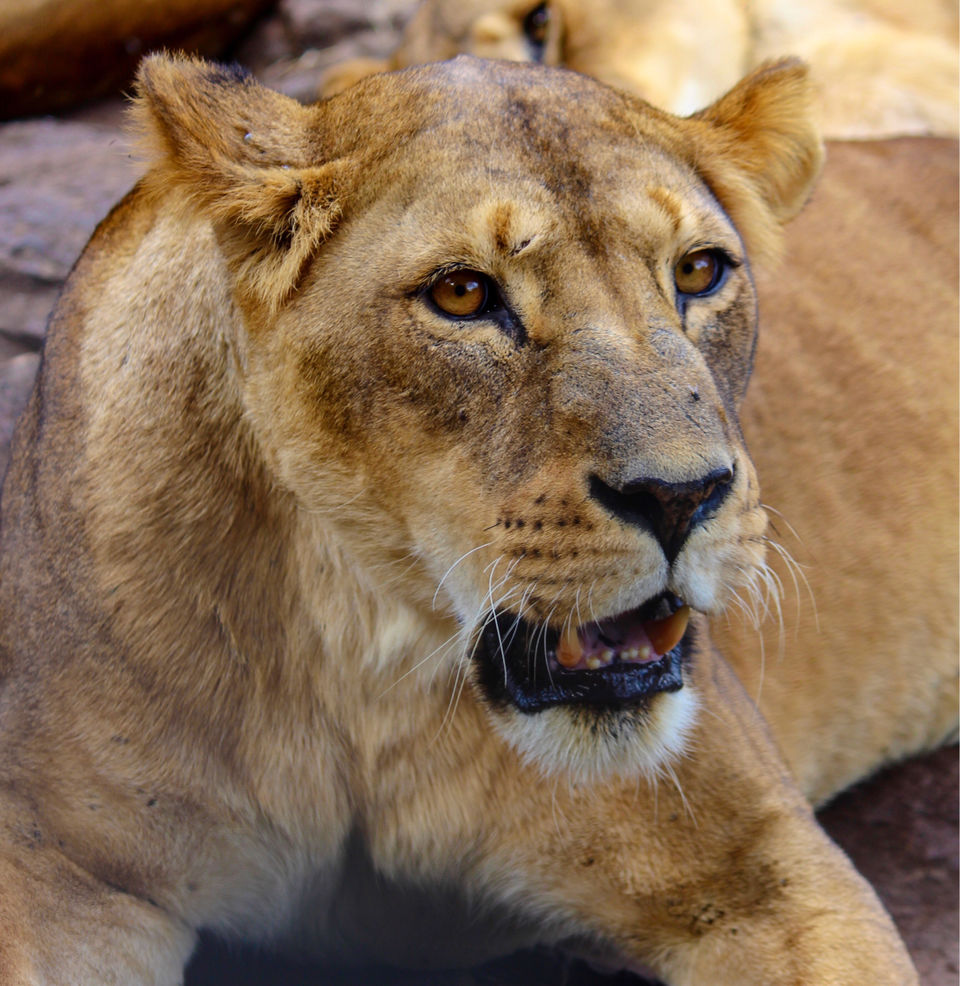 Photo of Spending A Long Weekend At Nairobi, Kenya. by Shivangi Bajpai