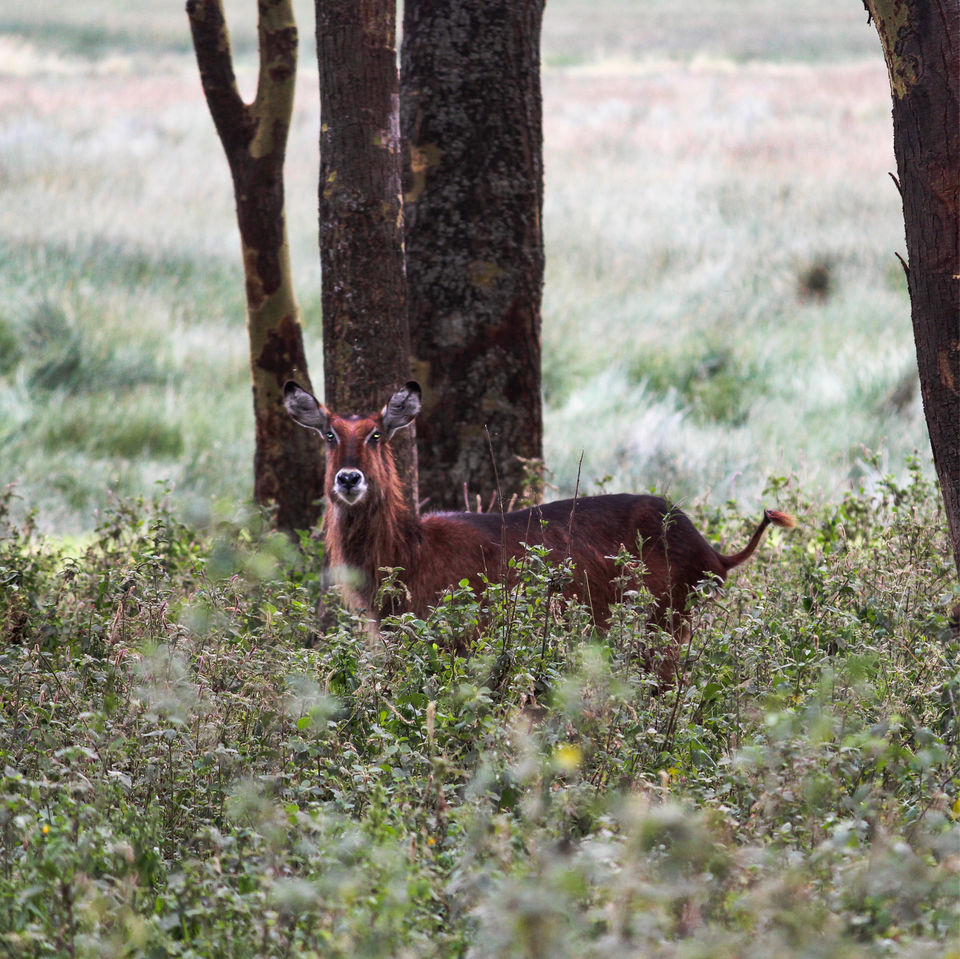 Photo of Spending A Long Weekend At Nairobi, Kenya. by Shivangi Bajpai