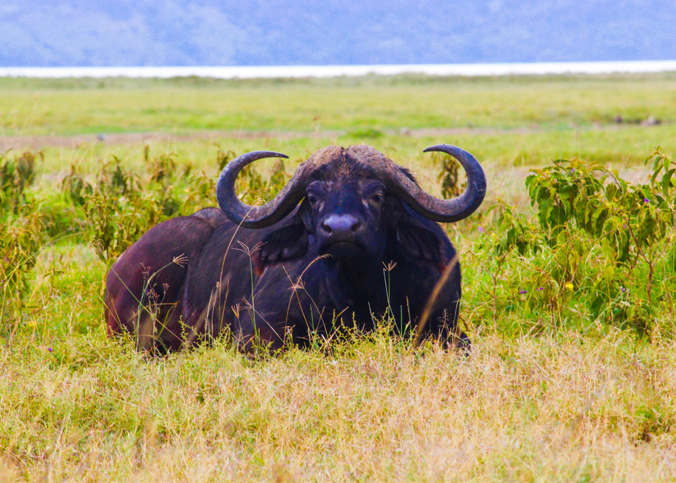 Photo of Spending A Long Weekend At Nairobi, Kenya. by Shivangi Bajpai