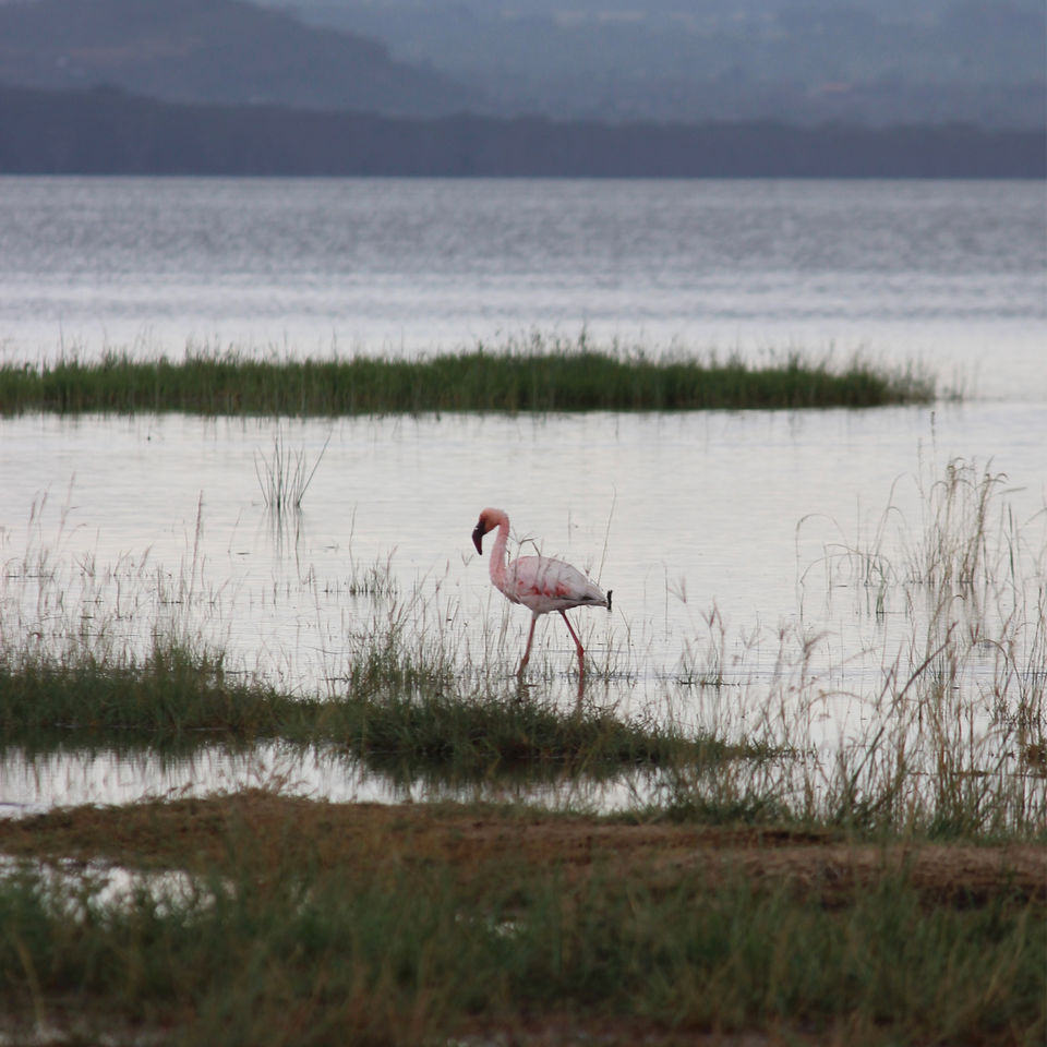 Photo of Spending A Long Weekend At Nairobi, Kenya. by Shivangi Bajpai