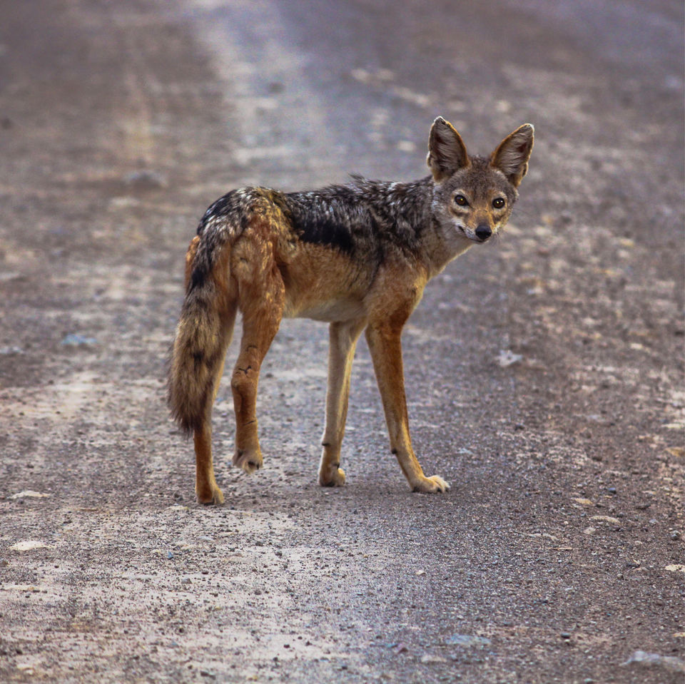 Photo of Spending A Long Weekend At Nairobi, Kenya. by Shivangi Bajpai