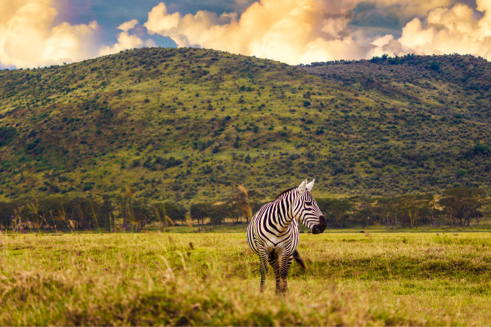 Photo of Spending A Long Weekend At Nairobi, Kenya. by Shivangi Bajpai