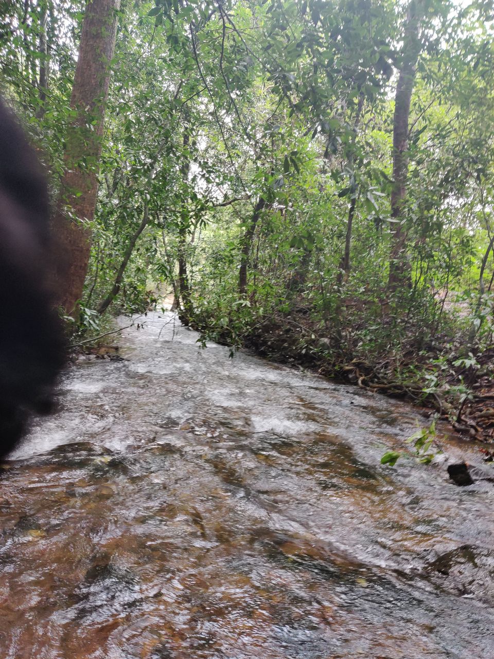 Photo of A Mesmerizing Trek to the Mighty Dudhsagar Falls and Goa in Monsoon by Main.Musafir