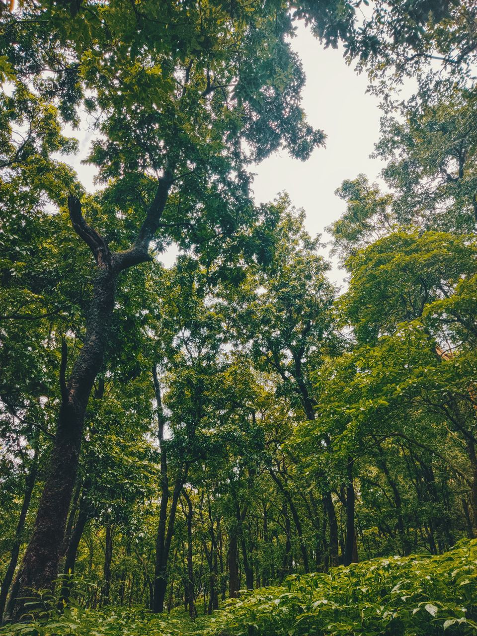 Photo of A Mesmerizing Trek to the Mighty Dudhsagar Falls and Goa in Monsoon by Main.Musafir