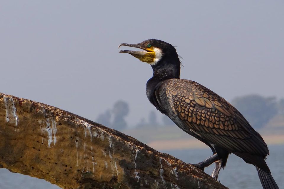 Photo of From Ladakh to Andamans, Up Close and Personal with India's Diverse Wildlife! 11/19 by Mastane Musafir