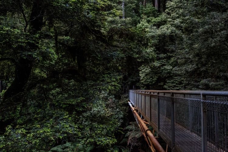 Photo of Attention Mumbaikars! Mumbai Will Have Its First Treetop Walkway By the End of 2021 1/1 by Srishti (still.winds)