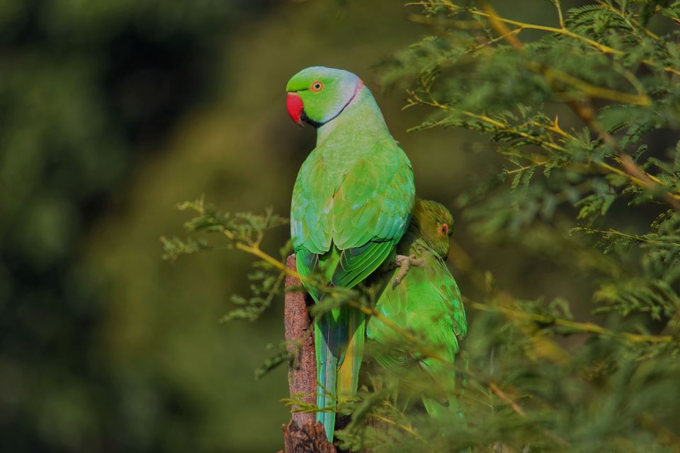 Photo of My journey to Bharatpur-The paradise of birds! by Vanshika Rastogi