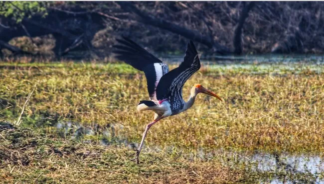 Photo of Keoladeo National Park, Bharatpur, Rajasthan, India by Vanshika Rastogi