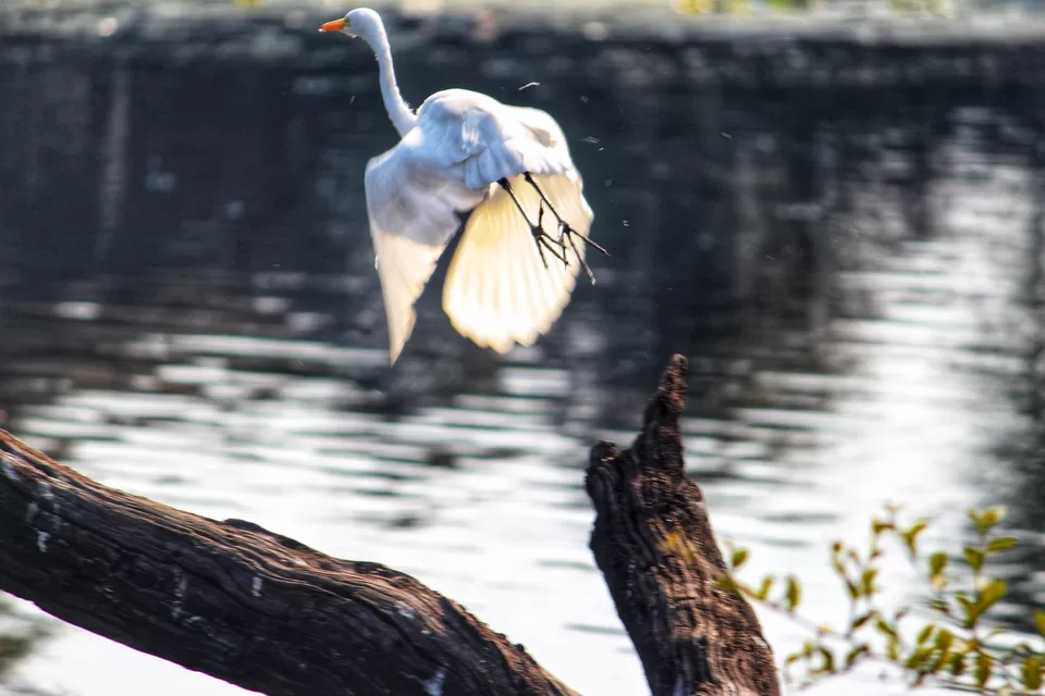 Photo of Keoladeo National Park, Bharatpur, Rajasthan, India by Vanshika Rastogi