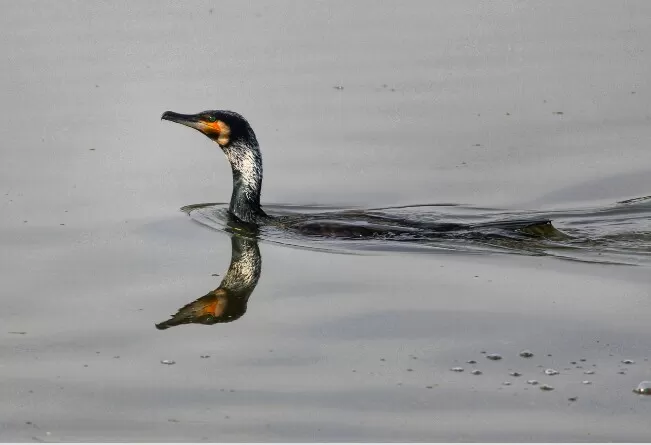 Photo of My journey to Bharatpur-The paradise of birds! by Vanshika Rastogi