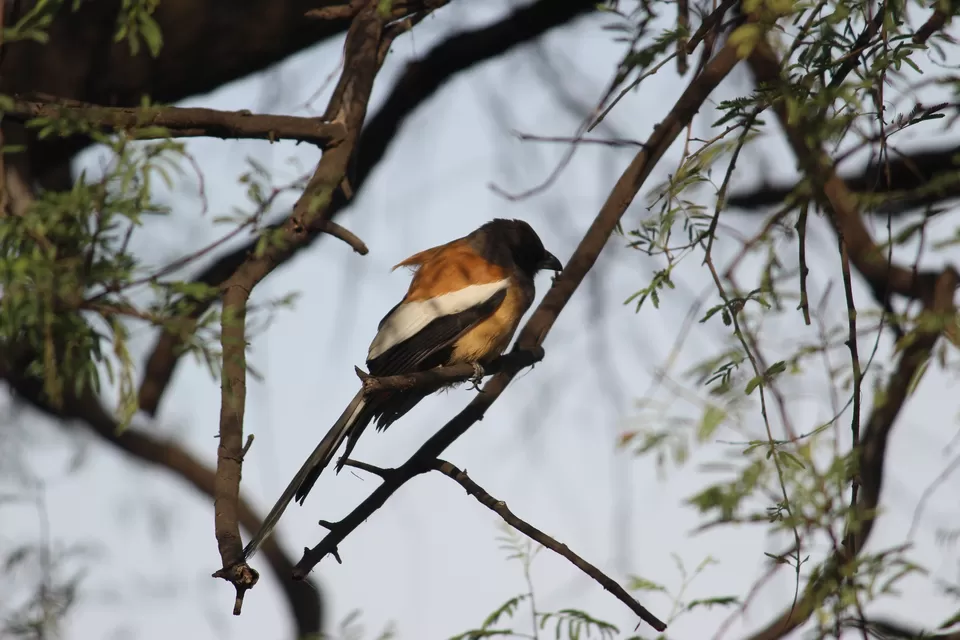 Photo of My journey to Bharatpur-The paradise of birds! by Vanshika Rastogi