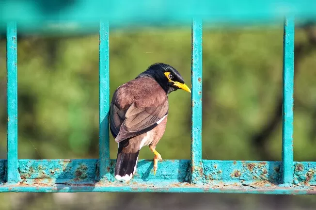 Photo of My journey to Bharatpur-The paradise of birds! by Vanshika Rastogi