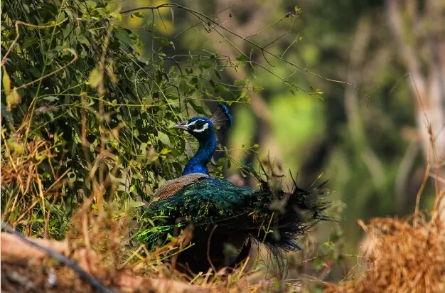 Photo of My journey to Bharatpur-The paradise of birds! by Vanshika Rastogi