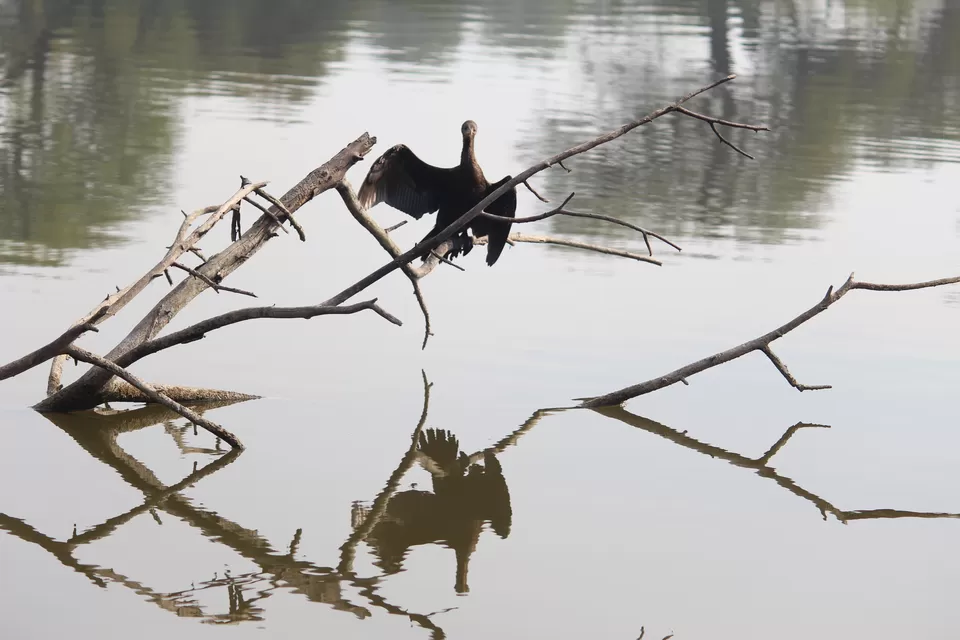 Photo of My journey to Bharatpur-The paradise of birds! by Vanshika Rastogi