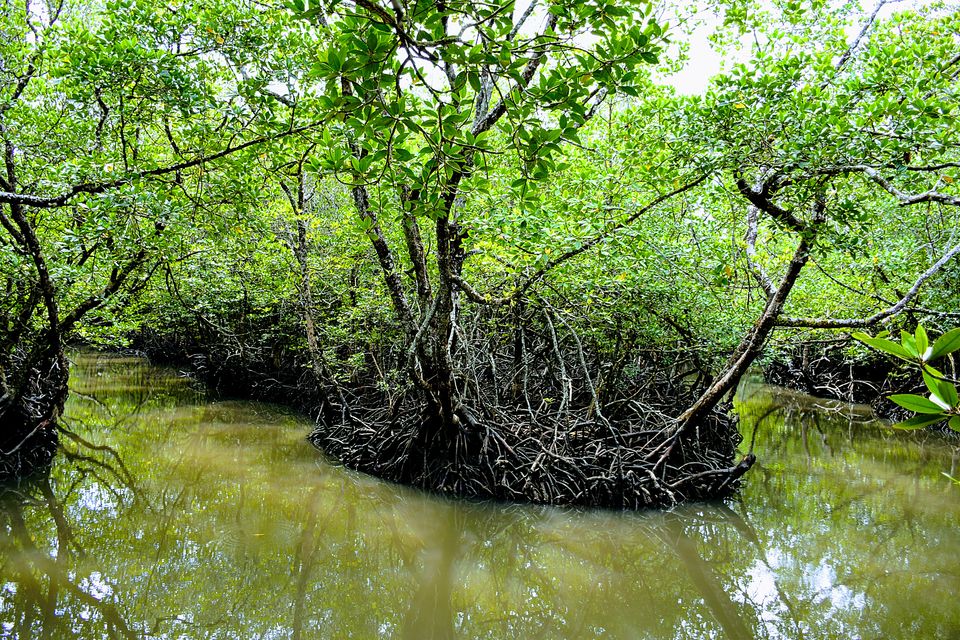 Photo of Baratang, Andaman and Nicobar Islands by Himadri Gorai