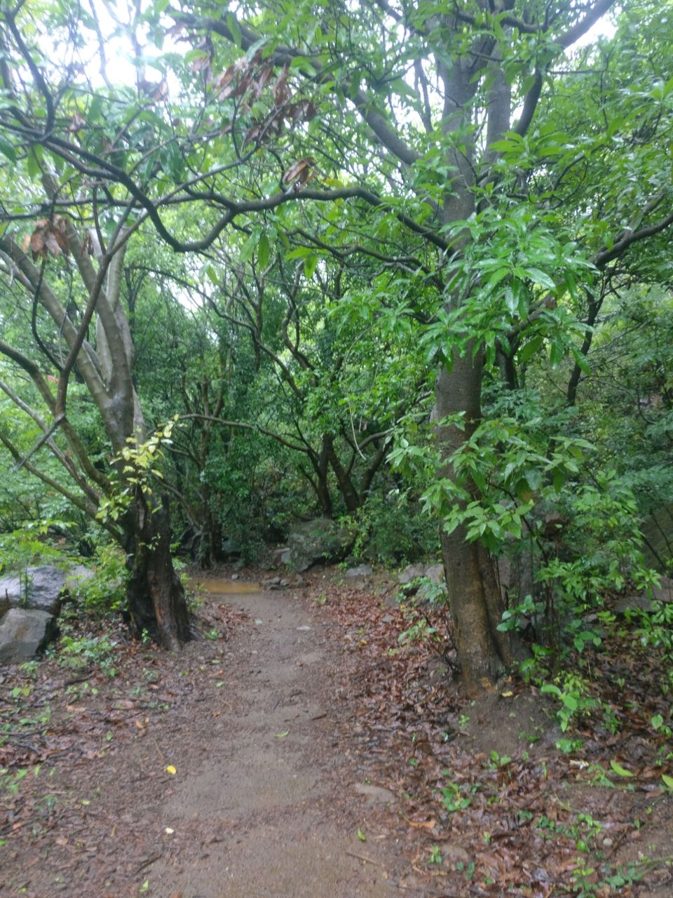 Photo of Monsoon break to western ghats - Harishchandargarh by Raw Whisper