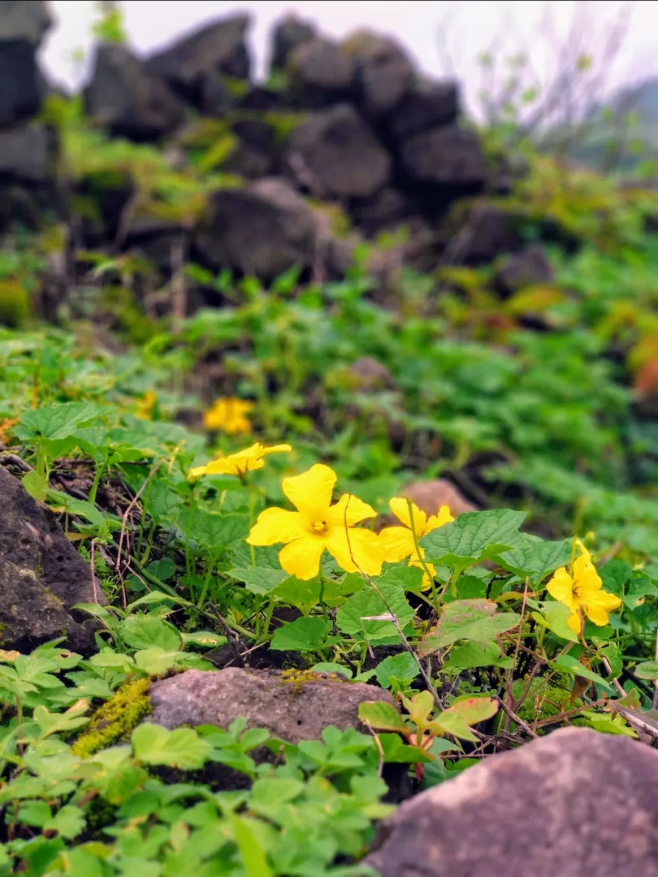 Photo of Lohagad Valley, Visapur Trek Road, Maharashtra, India by Raw Whisper