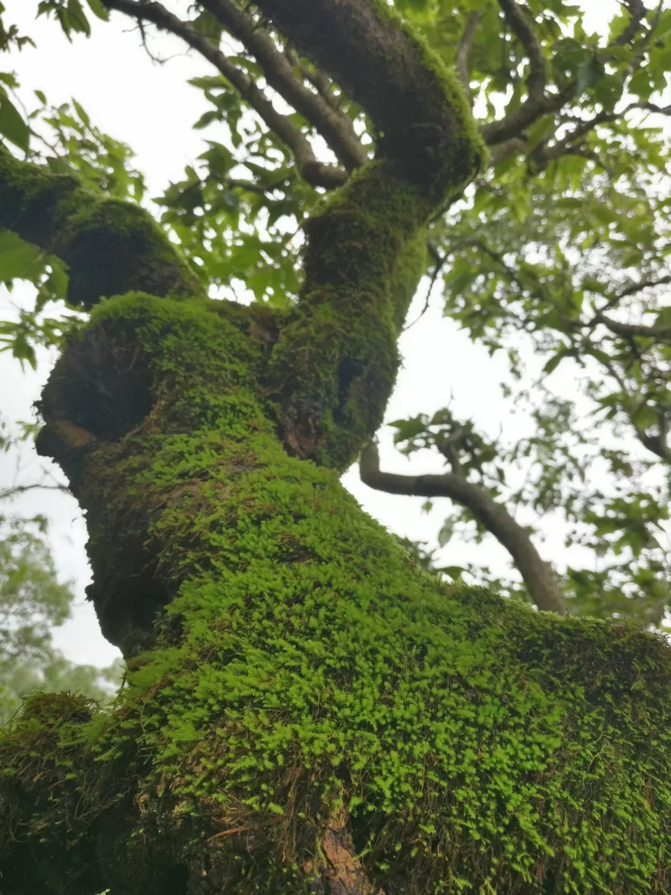 Photo of Lohagad Valley, Visapur Trek Road, Maharashtra, India by Raw Whisper