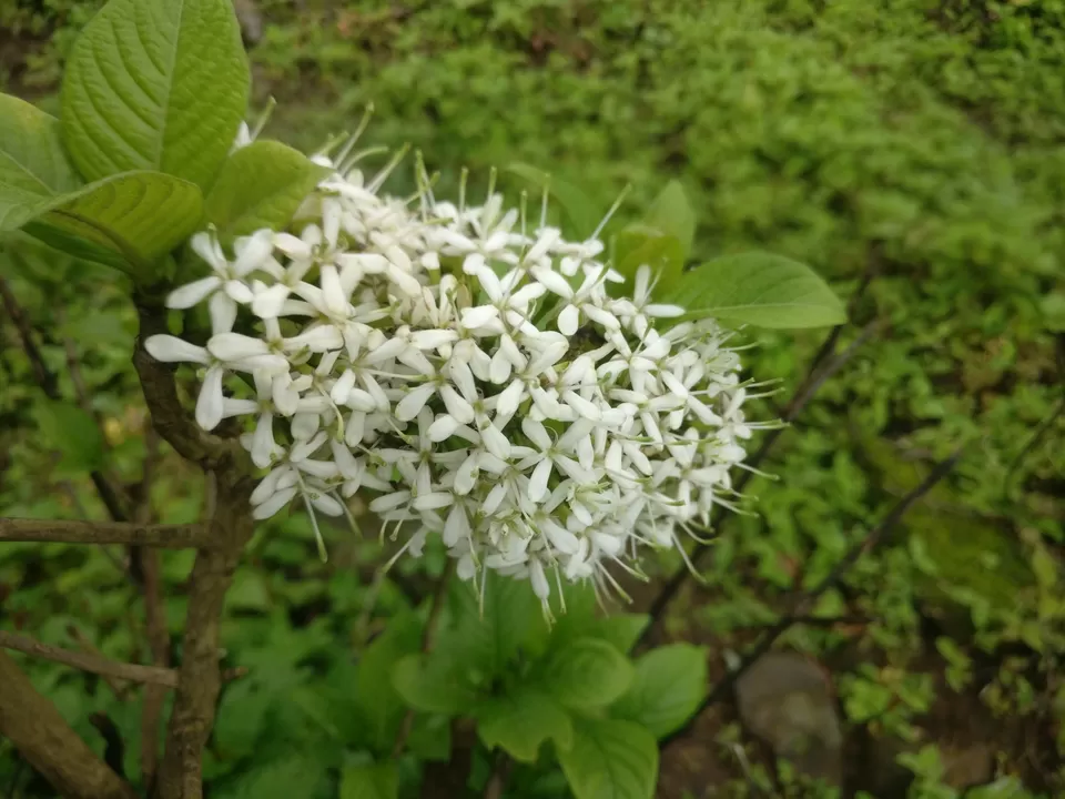Photo of Lohagad Valley, Visapur Trek Road, Maharashtra, India by Raw Whisper