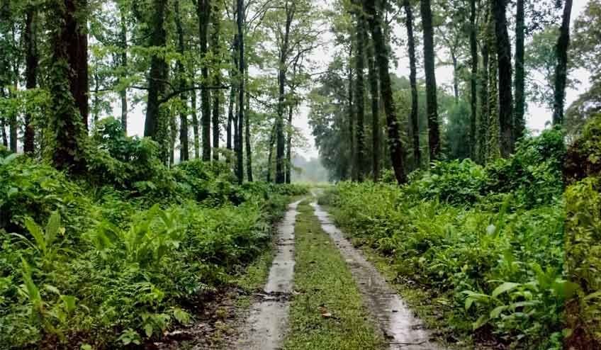 Photo of Dooars: Must See places 1/4 by NatureWings SandipRaha