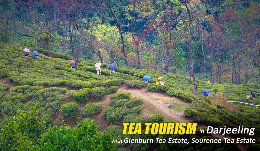 Photo of Darjeeling Tea Tourism - Luxury Heritage Experience 3/4 by NatureWings SandipRaha