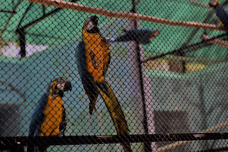 Photo of Mysore Zoo, Zoo Main Road, Indira Nagar, Ittige Gudu, Mysuru, Karnataka, India by ARCHANA SINGH