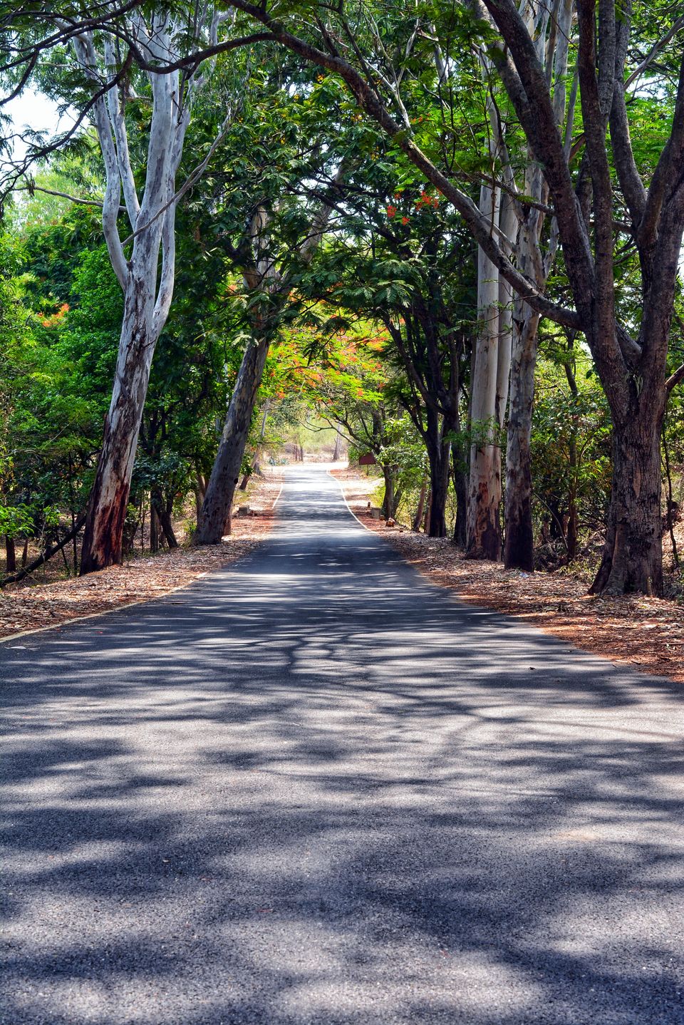 Photo of Horsley Hills, Andhra Pradesh, India by Amit Pal