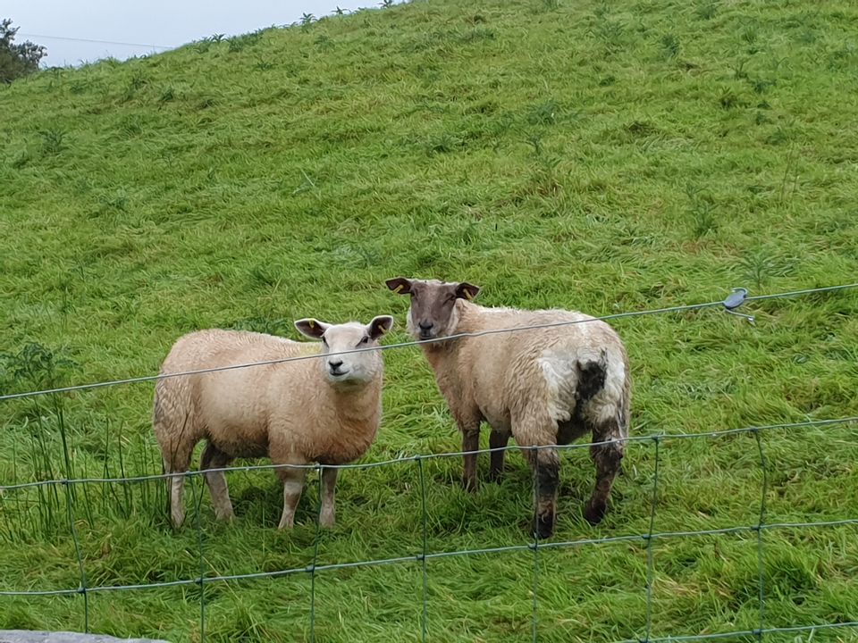 Photo of Cliffs of Moher, Lislorkan North, County Clare, Irlande by Karishma Shaikh
