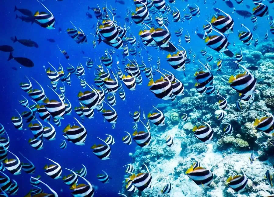 Photo of Baa Atoll, Maldives by Karishma Shaikh