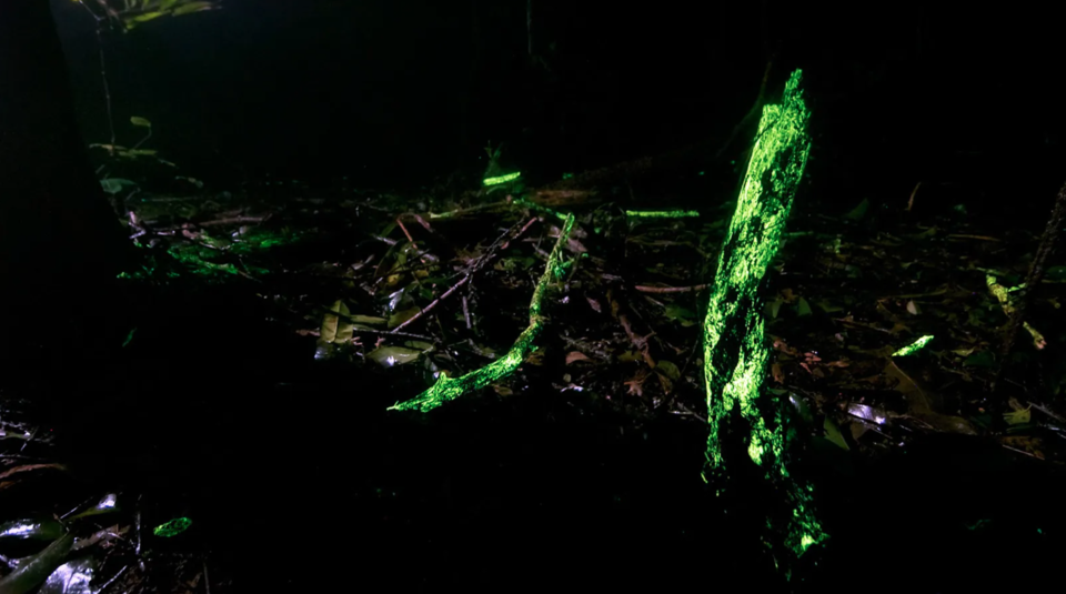 Photo of There's a Glowing Forest in India, Here's How You Can Witness it This Monsoon! 1/10 by Karishma Shaikh