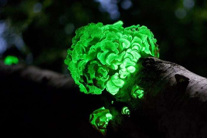 Photo of There's a Glowing Forest in India, Here's How You Can Witness it This Monsoon! by Karishma Shaikh