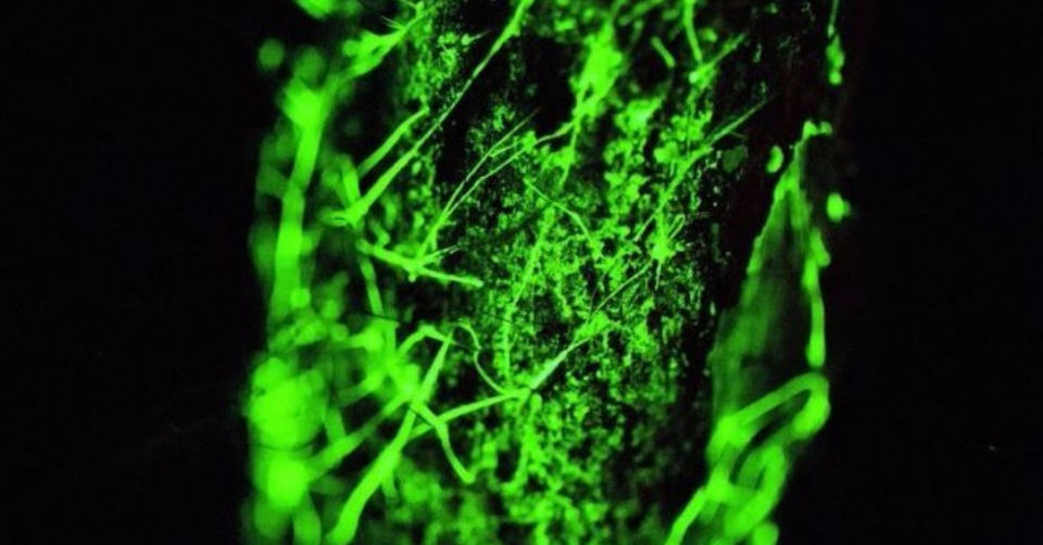 Photo of There's a Glowing Forest in India, Here's How You Can Witness it This Monsoon! 3/10 by Karishma Shaikh