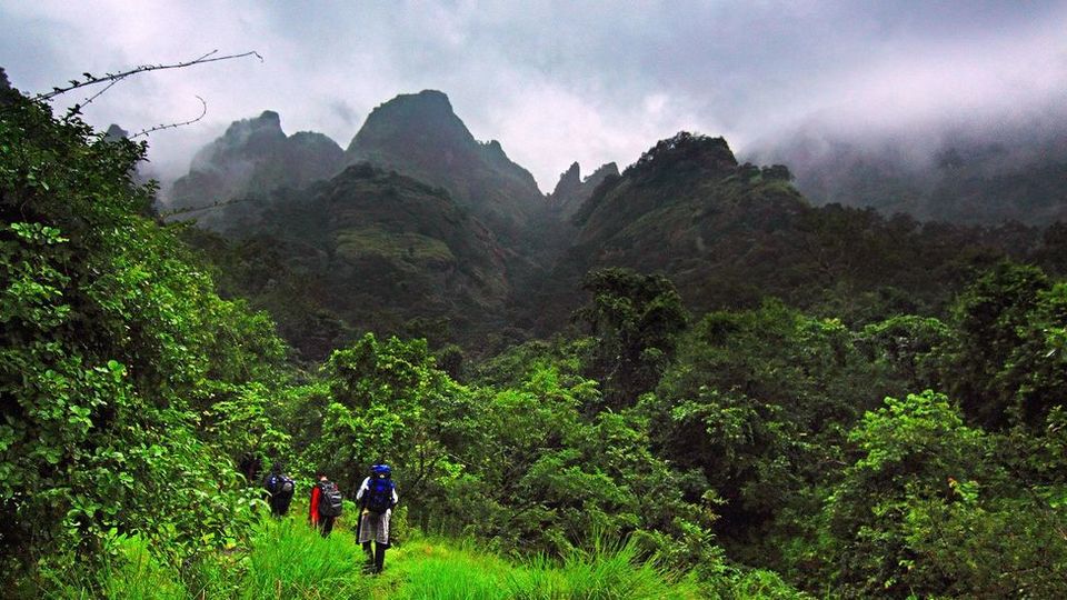 Photo of There's a Glowing Forest in India, Here's How You Can Witness it This Monsoon! 4/10 by Karishma Shaikh