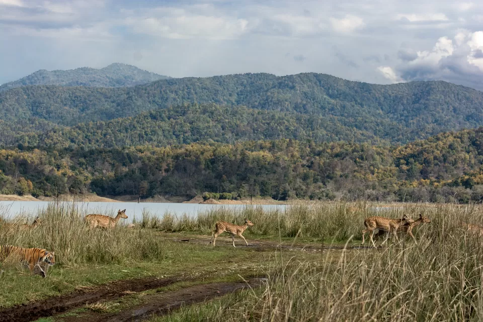 Photo of Jim Corbett National Park, Ramnagar, Uttarakhand, India by Karishma Shaikh