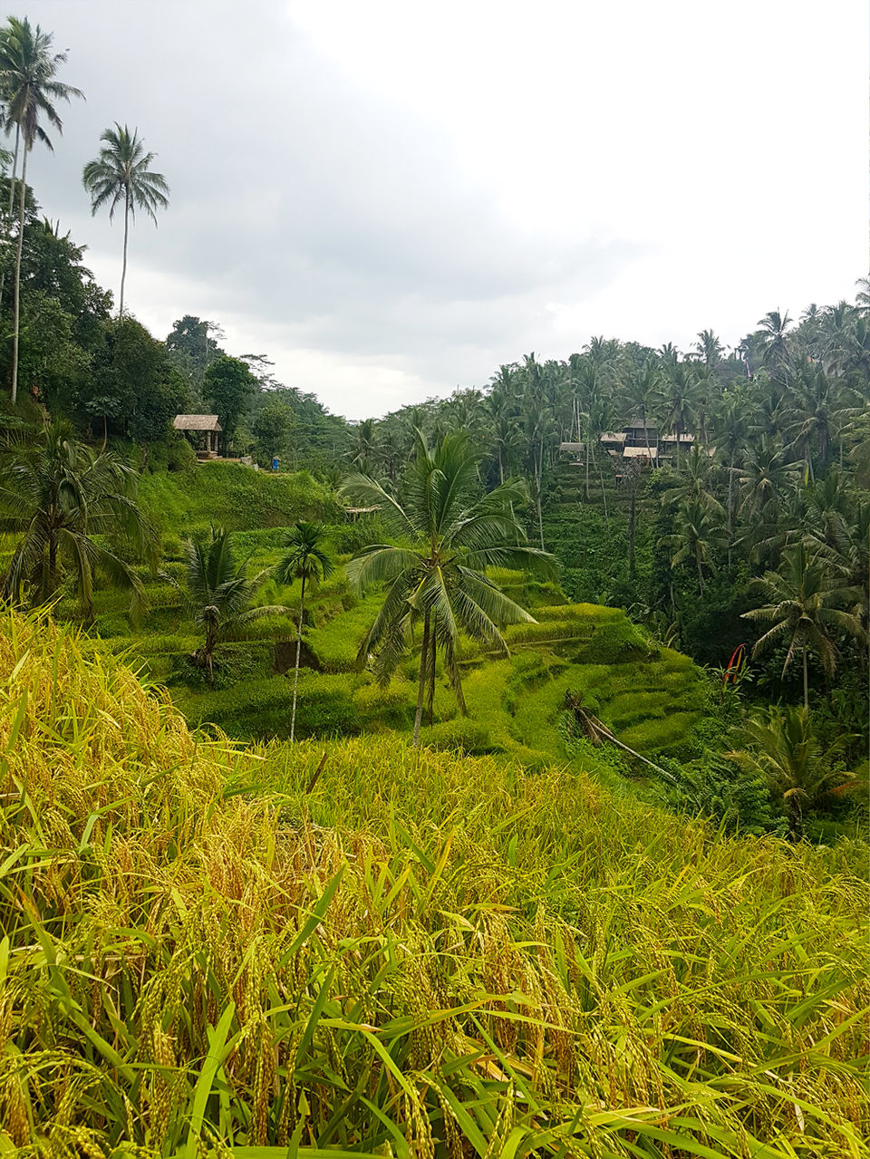 Photo of Tegallalang, Gianyar, Bali, Indonesia by Jemima Durnford