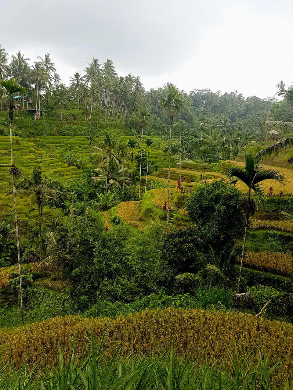 Photo of Tegallalang, Gianyar, Bali, Indonesia by Jemima Durnford