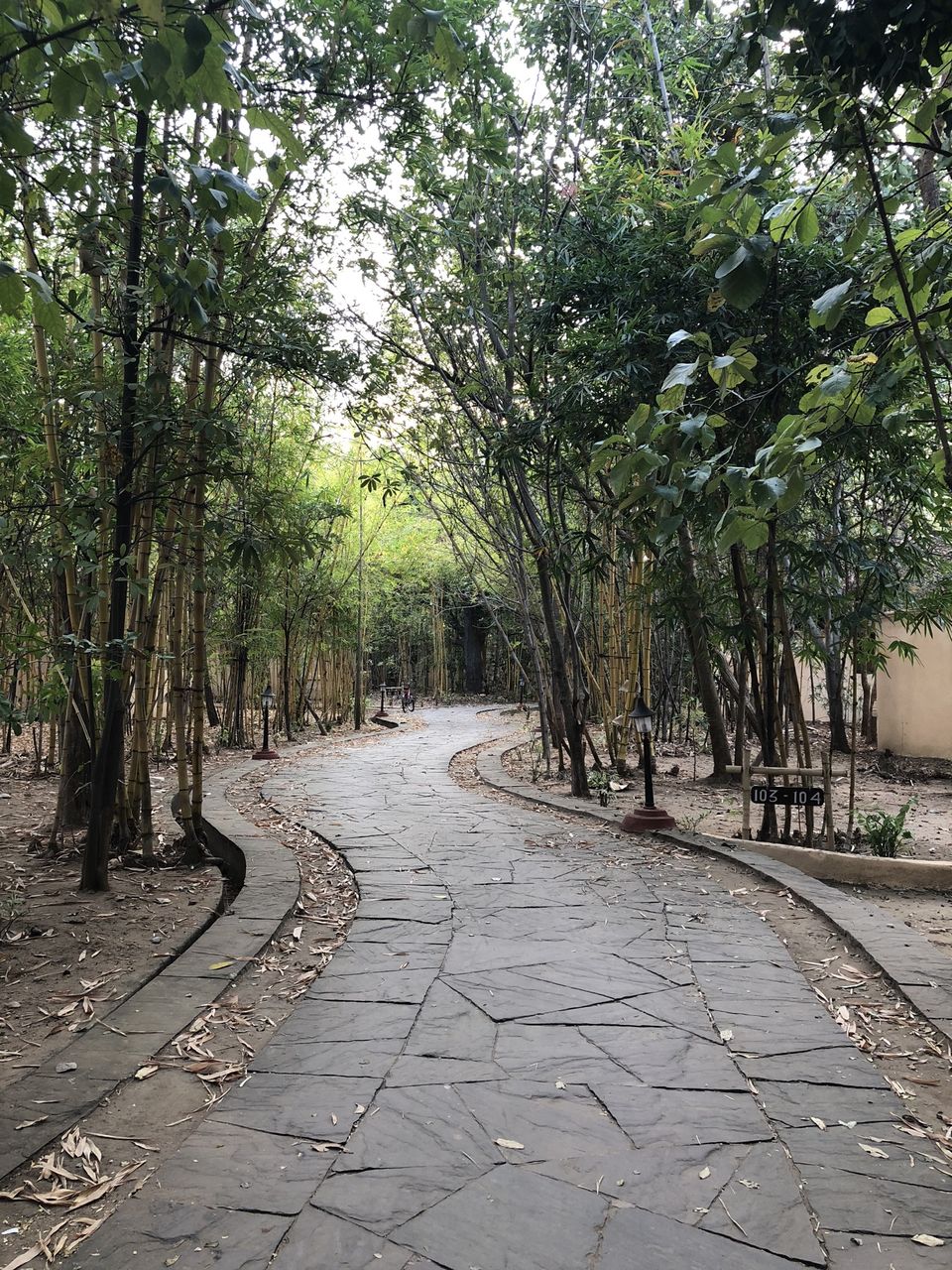 Photo of Tuli Tiger Corridor, Kohka, Madhya Pradesh, India by kavita dugar