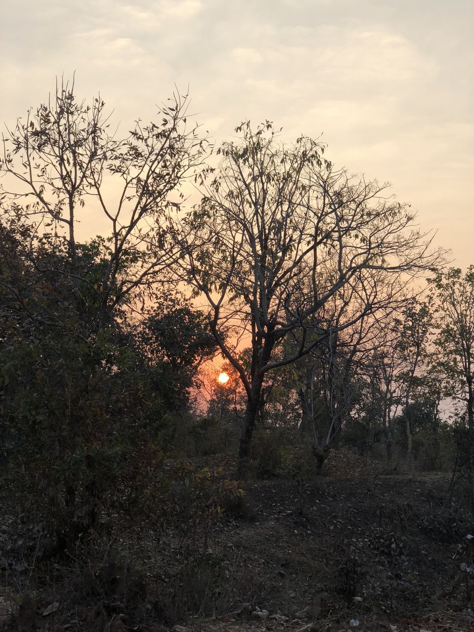 Photo of Pench National Park, Kurai, Madhya Pradesh, India by kavita dugar