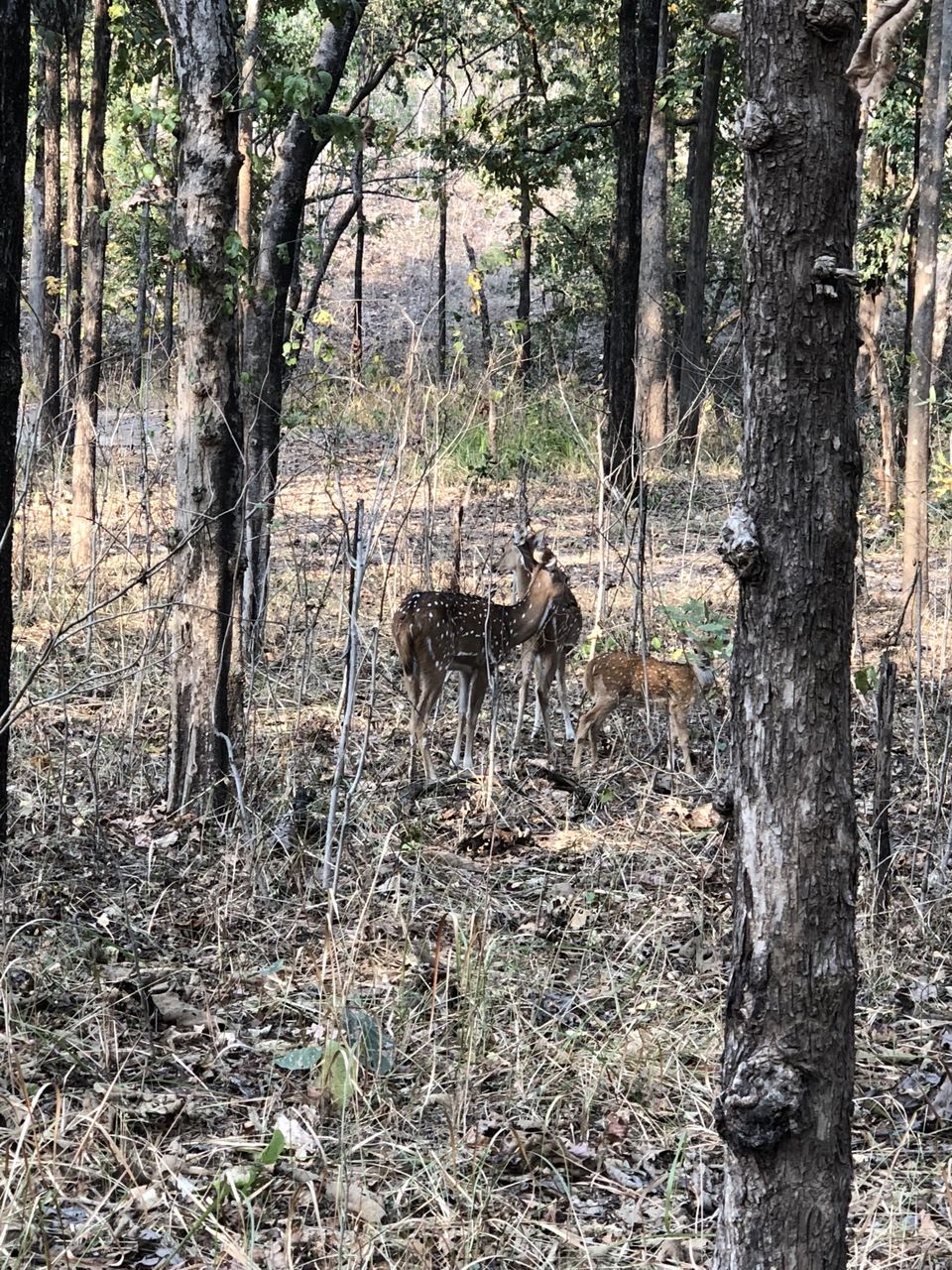 Photo of Pench National Park, Kurai, Madhya Pradesh, India by kavita dugar
