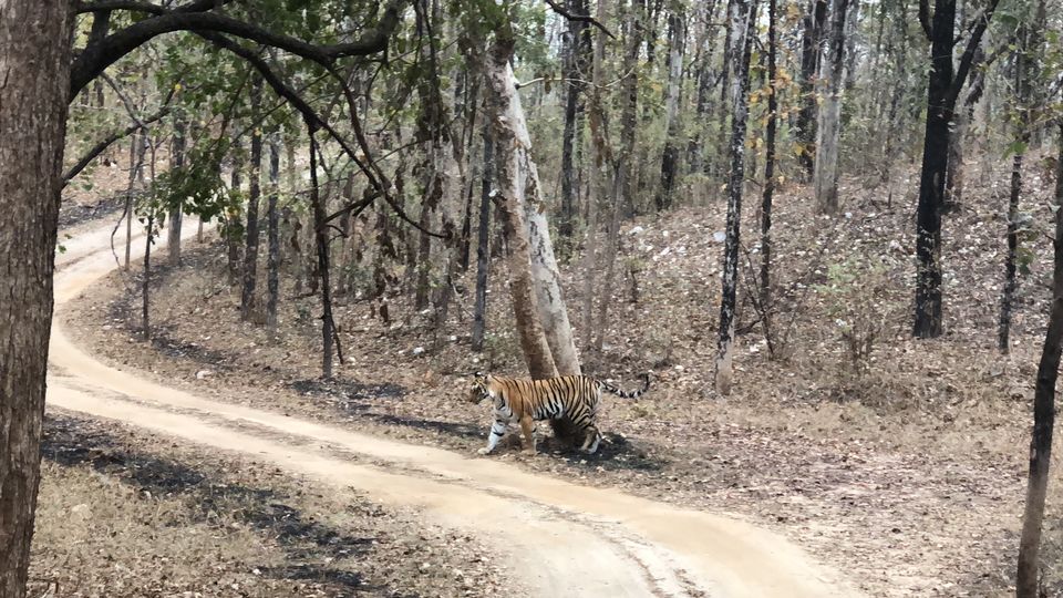 Photo of Pench National Park, Kurai, Madhya Pradesh, India by kavita dugar