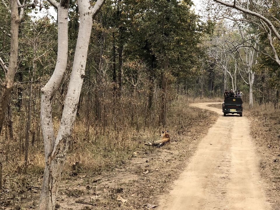 Photo of Pench National Park, Kurai, Madhya Pradesh, India by kavita dugar