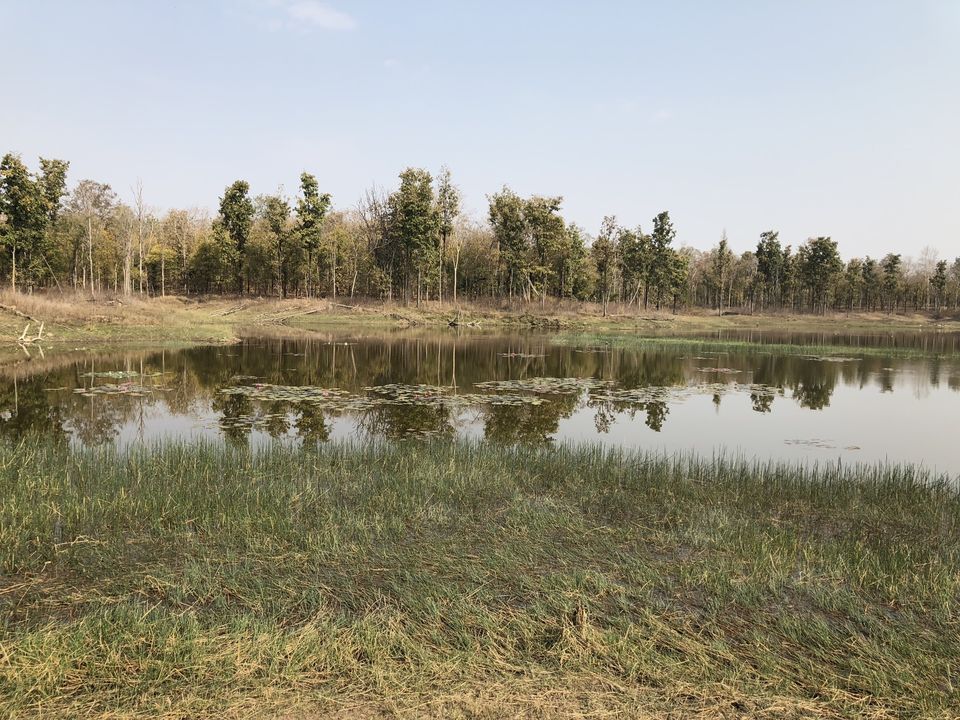 Photo of Pench National Park, Kurai, Madhya Pradesh, India by kavita dugar