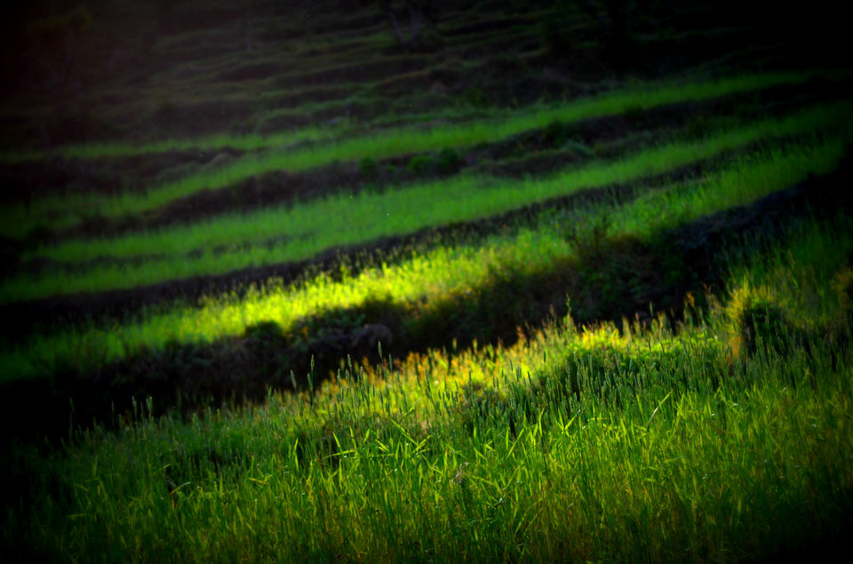 Photo of Road Trip : RUBBER-TRAMPING through Uttarakhand 12/49 by ipshita bhattacharyya