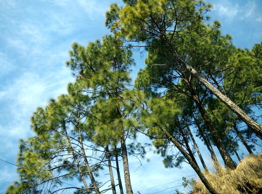Photo of Winter sun at Ramgarh, Uttarakhand 13/16 by ipshita bhattacharyya